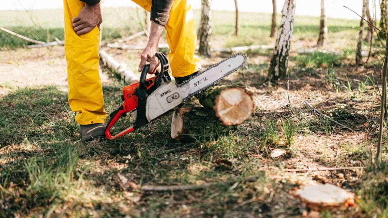 Dead Tree Removal in Monroe, MI